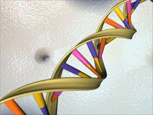 Les rétrotransposons se situent au sein de l'ADN. © Alexiex, Flickr, cc by nc sa 3.0
