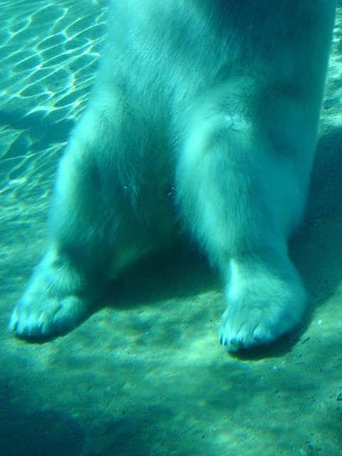 Les ours, des plantigrades, font reposer leur poids sur toute la surface de leurs larges pieds. © Chod Hund / Flickr CC by-nc-sa 2.0