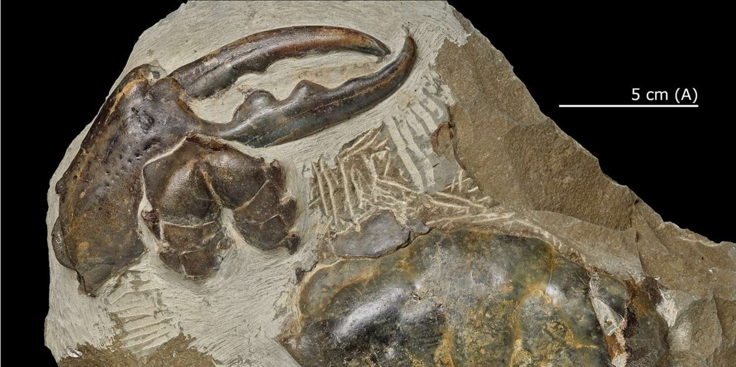 Ce crabe géant arpentait les mers il y a près de 9 millions d'années
