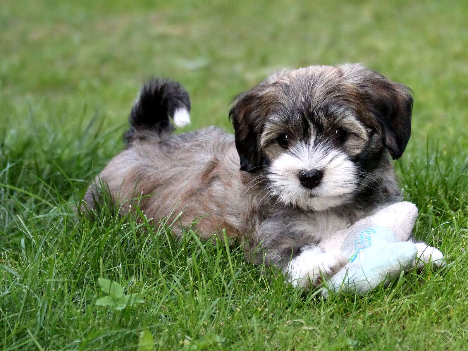Chiot Bichon Havanais Fond D cran Et Images Gratuites Chiot Bichon Havanais Fond D cran Et Images Gratuites