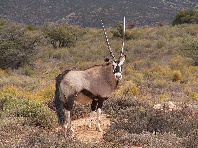 Oryx algazelle dans la réserve naturelle d'Anysberg en Afrique du Sud. Chassée à outrance, la population d’oryx s’élève à un millier d’individus en captivité. © Winfried Bruenken, Wikipédia, DP