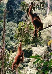 Bipédie : les hommes ont-il appris à marcher sur les arbres ? Regardez bien ces orangs-outangs (on peut écrire orangs-outans). Celui de gauche marche ! Cette bipédie arboricole pourrait avoir aidé nos ancêtres… Crédit : S. K. S. Thorpe