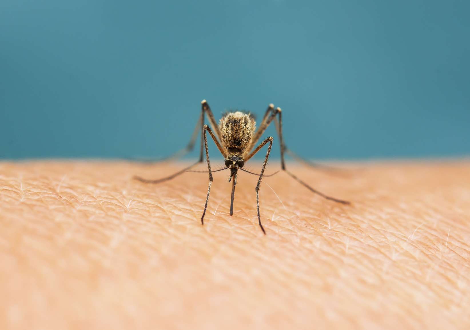 Les moustiques sont attirés par l'odeur de la sueur humaine. © Nataba, Fotolia