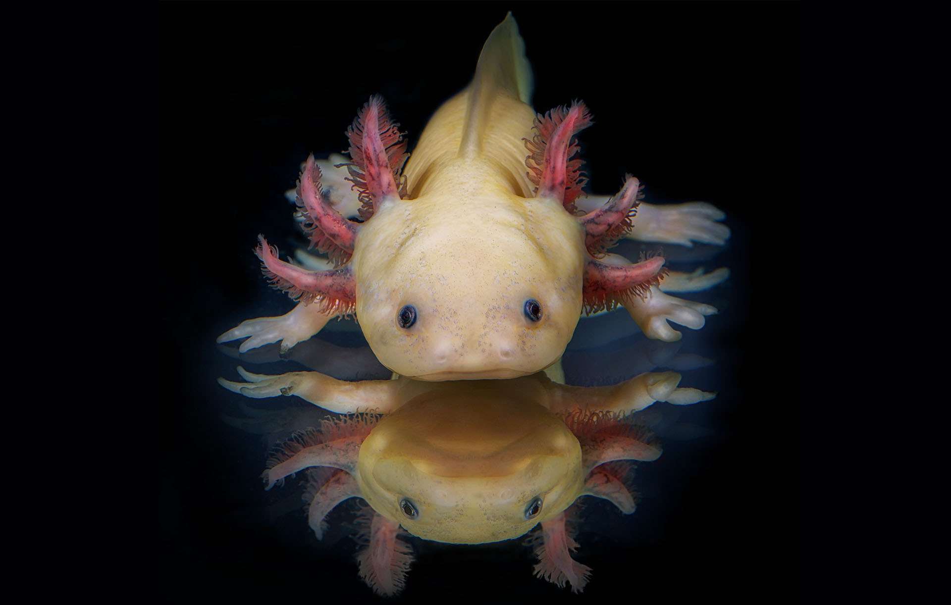 L'axolotl, cet amphibien qui sait régénérer son corps