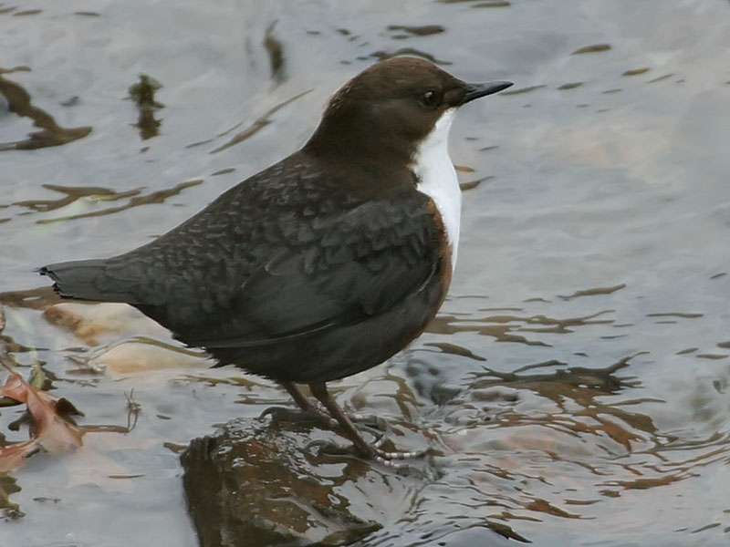 Définition Cincle Plongeur Cinclus Cinclus Merle Deau