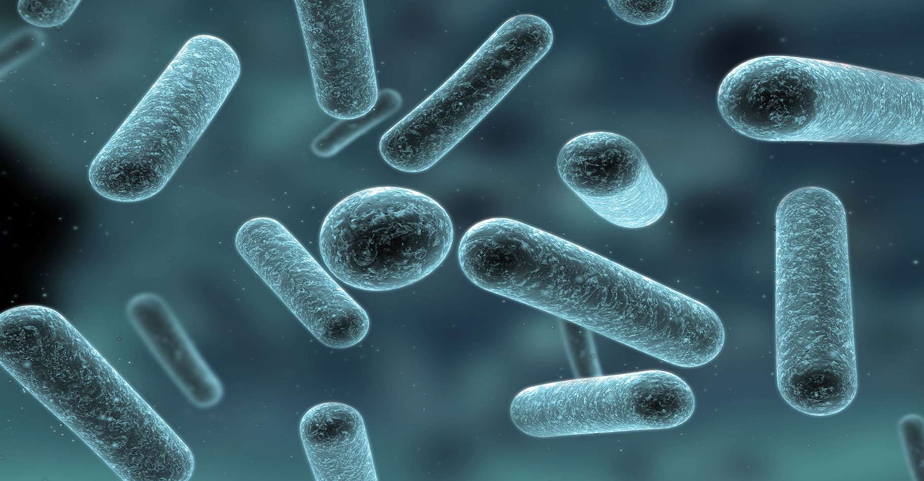 Lait : les bactéries lactiques | Dossier