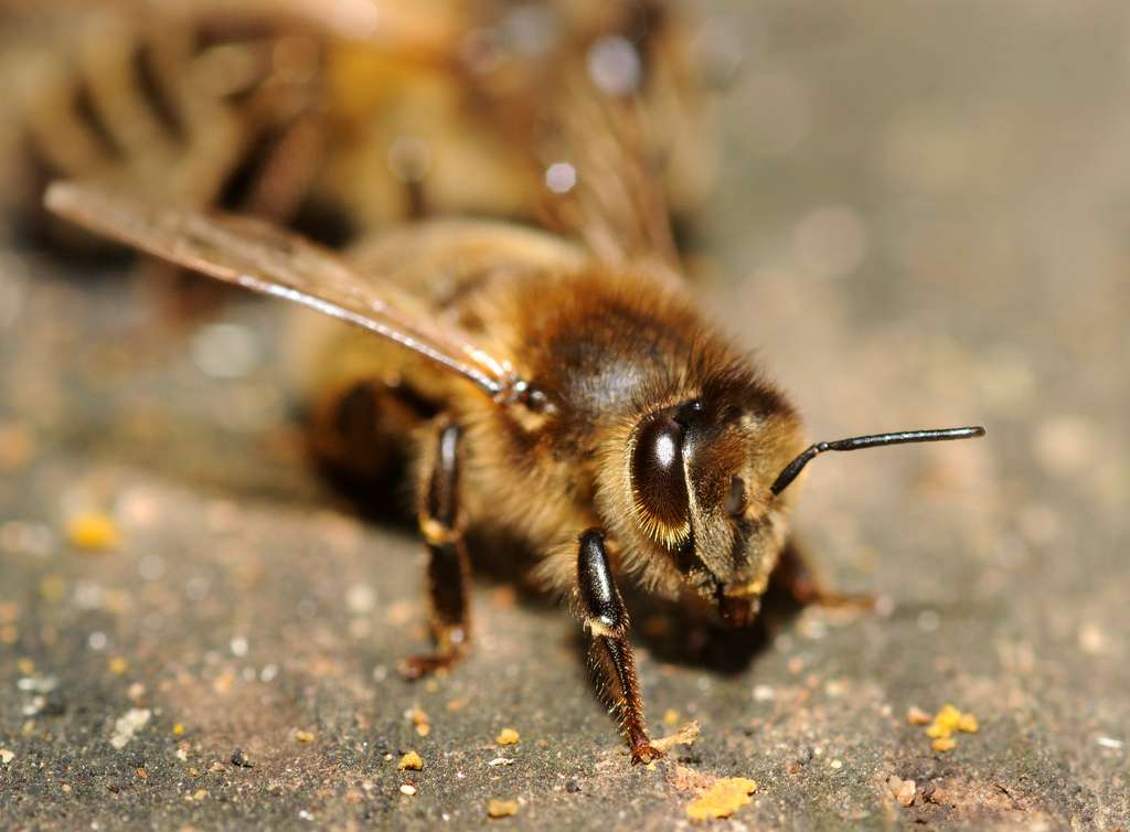 Les abeilles sont des sentinelles écologiques, car elles sont sensibles à de nombreux changements environnementaux. © ComputerHotline, Flickr, cc by 2.0