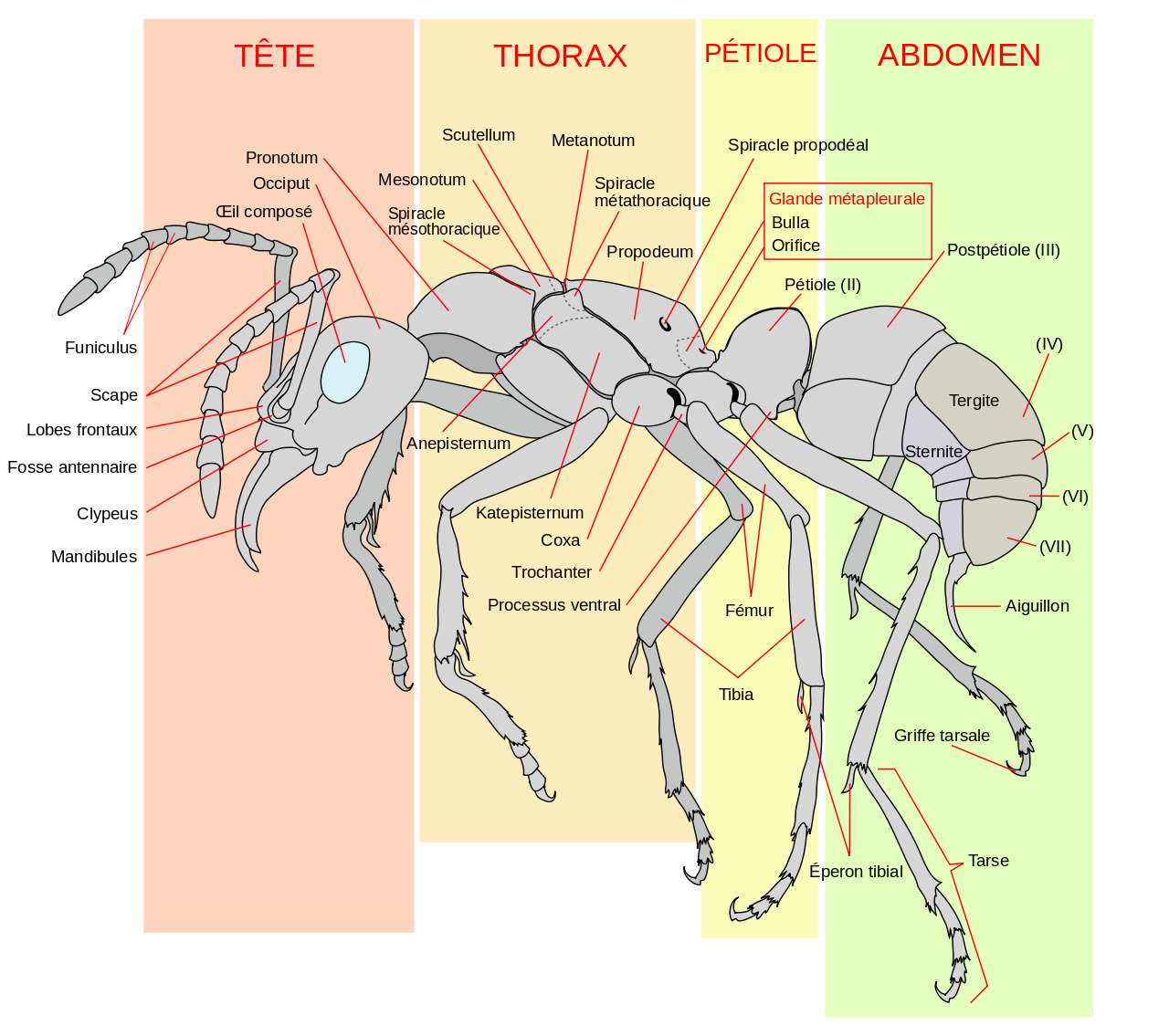 Ces fourmis aspirent l'acide de leur abdomen pour se protéger des infections