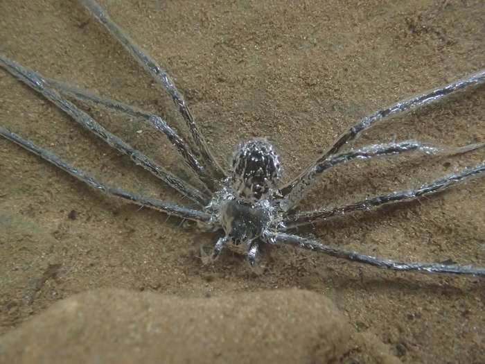 Cette araignée tropicale utilise comme un film d'air pour se protéger lorsqu'elle est sous l'eau. © Lindsey Swierk