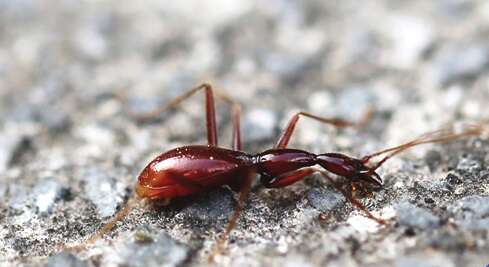 Le corps des coléoptères Dongodytes est allongé. © Mingyi Tian et al., Zookeys 2014, cc by 4.0