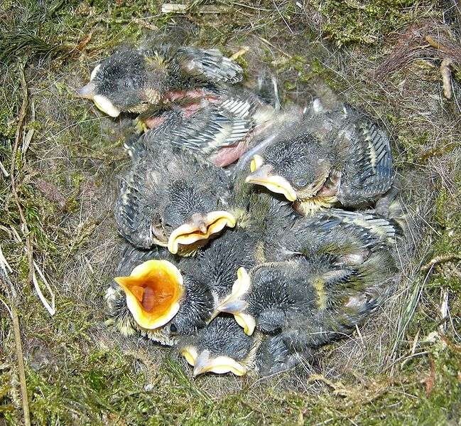 Le nid #2 de mésange charbonnière en direct