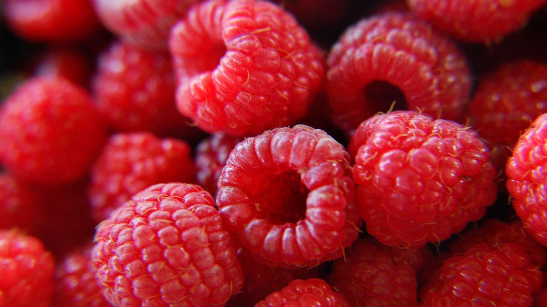 Framboise culture du framboisier Dossier