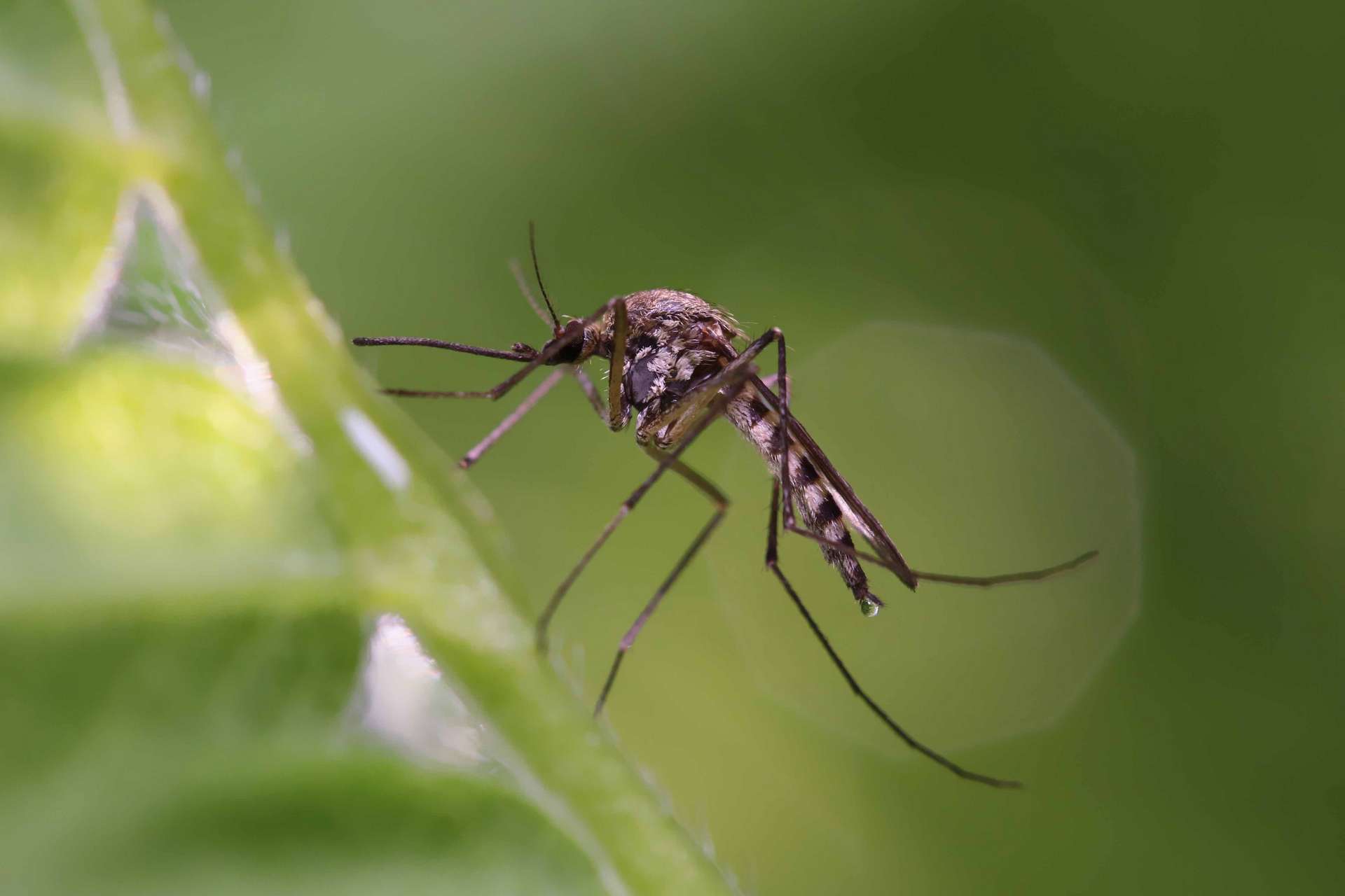 Des scientifiques ont peut-être trouvé la solution pour se débarrasser des moustiques vecteurs de maladies Des scientifiques ont peut-être trouvé la solution pour se débarrasser des moustiques vecteurs de maladies