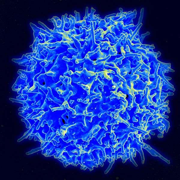 Les lymphocytes T constituent une population de globules blancs qui naissent dans le thymus. Il en existe plusieurs types qui assurent la protection de l’organisme contre les envahisseurs. Les lymphocytes T régulateurs ont pour rôle de maintenir un équilibre au sein de la population de lymphocytes T tueurs. Leur durée de vie est finement contrôlée grâce à des protéines impliquées dans le processus d’apoptose. © NIAID, Wikipédia, DP