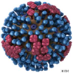 Un virus de la grippe, laquelle sévit toujours. © CDC