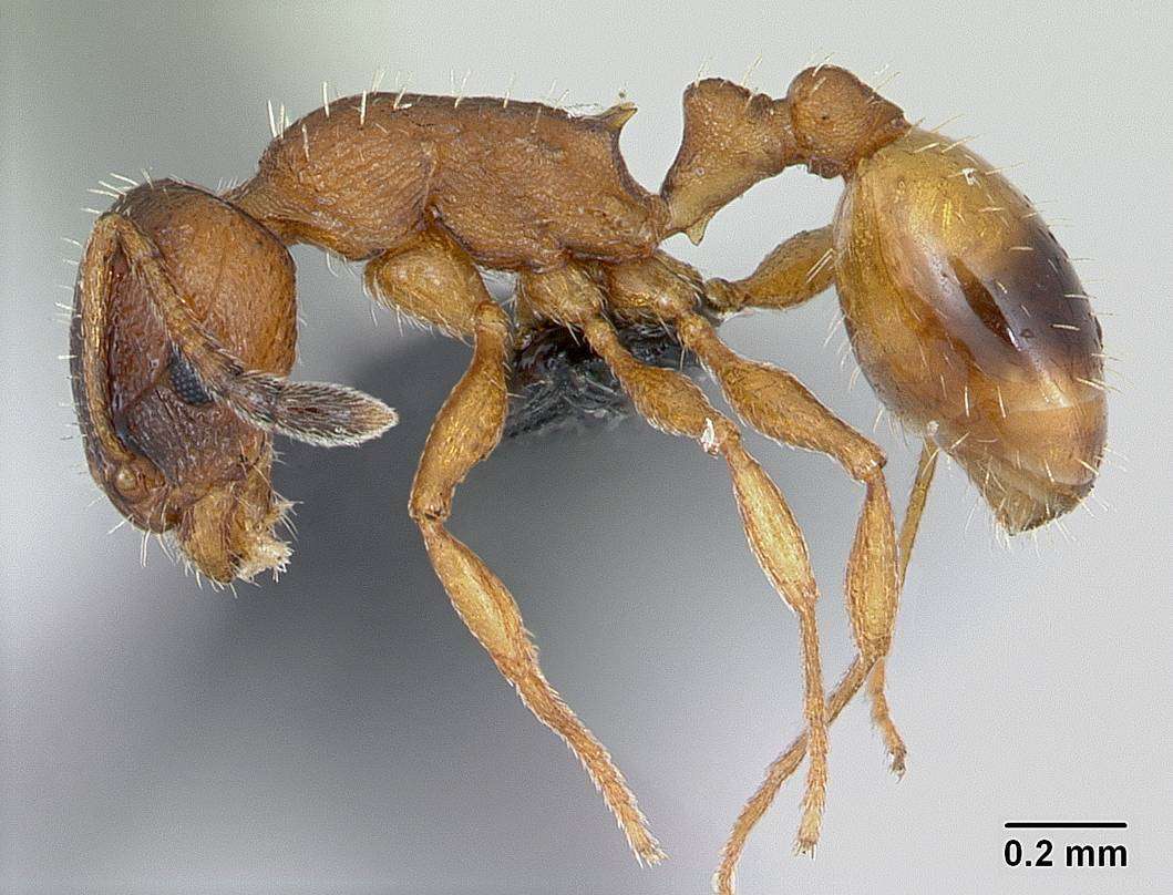 cachemire de pattes de ferme de fourmis