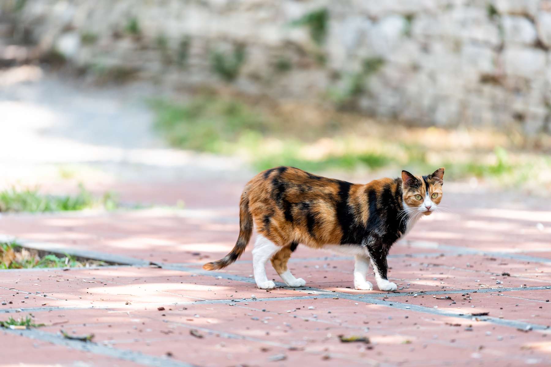 Breve Un Chat Atteint D Une Maladie Rare Terrorise L Italie