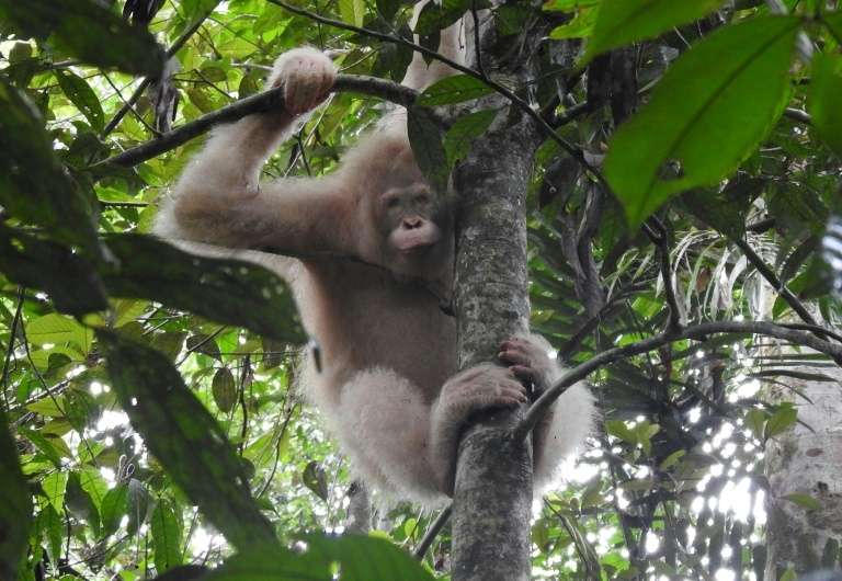 L'orang-outan albinos Alba a été aperçue dans la forêt de Bornéo