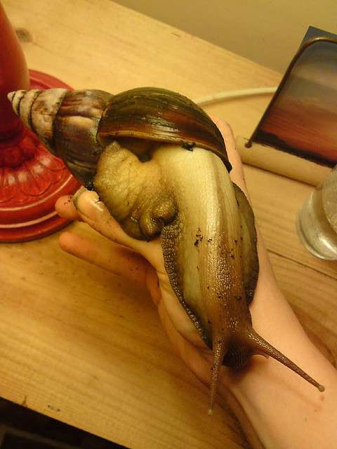 L'escargot géant africain est friand de l'enduit des murs, qui contient du calcium indispensable à la construction de sa coquille. © fiddledydee, Flickr, cc by nc 2.0