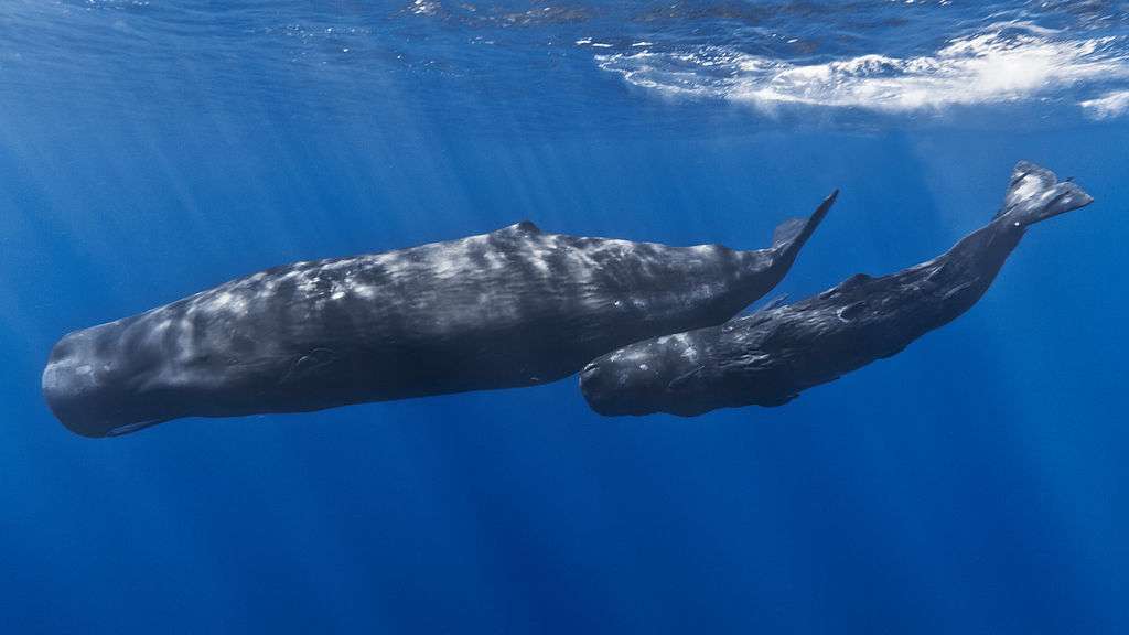 Le grand cachalot (Physeter macrocephalus), à l'inverse des baleines à bosse, ne chante pas. Il émet des cliquetis, qui lui permettent de déterminer la position de ses proies, c'est l'écholocation. Toutefois, ce cétacé chasse dans les grandes profondeurs le calmar, dont le corps aurait des propriétés acoustiques trop semblables à celles de l'eau pour être repéré. © Gabriel Barathieu, Wikipédia, cc by sa 2.0