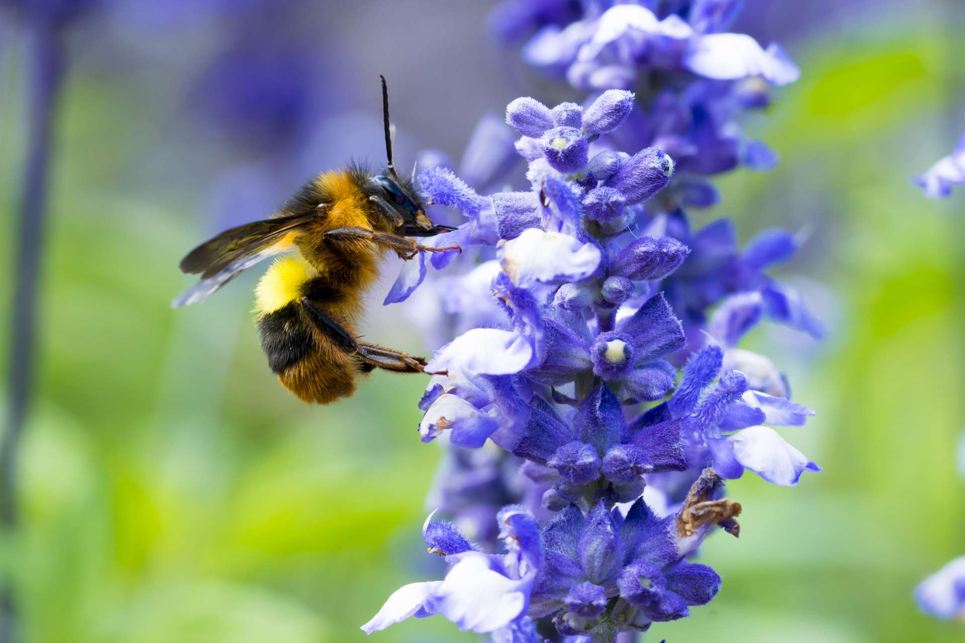 Le Cafe Aiderait Les Bourdons A Choisir Quelles Fleurs Butiner