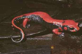 salamandre à dos rouge
