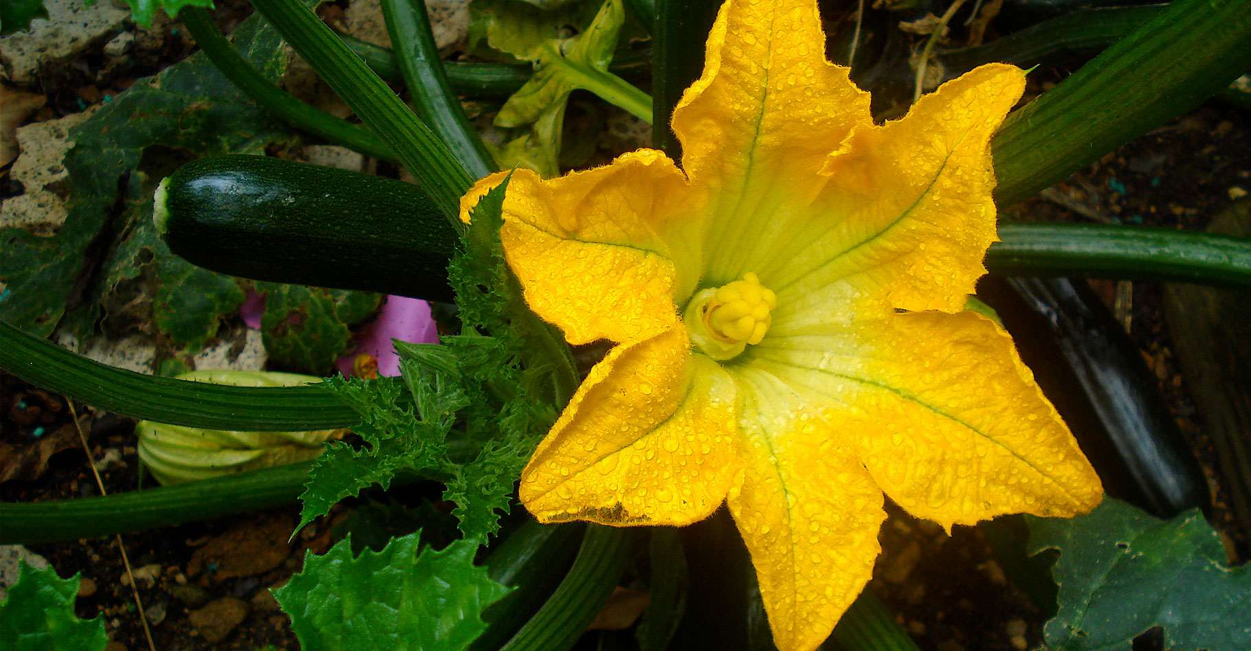 De la fleur au fruit exemple de la courgette Dossier