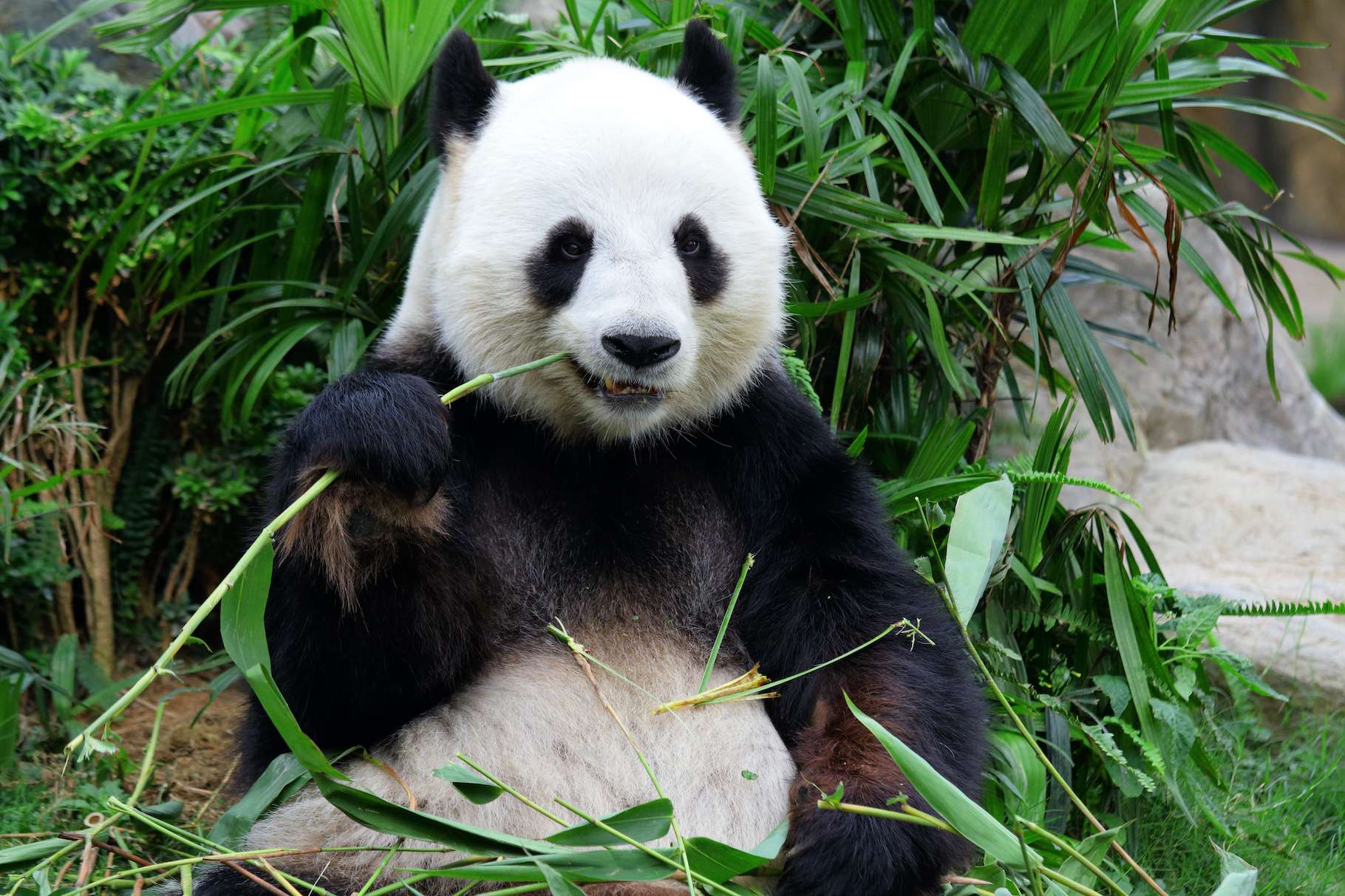 Pas Si Betes Ces Pandas Qui Ont Trouve Un Moyen Degoutant De Se Rechauffer