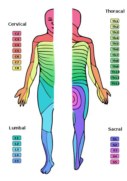 Cartographie des dermatomes du corps humain. © Ralf Stephan, Wikimédia domaine public
