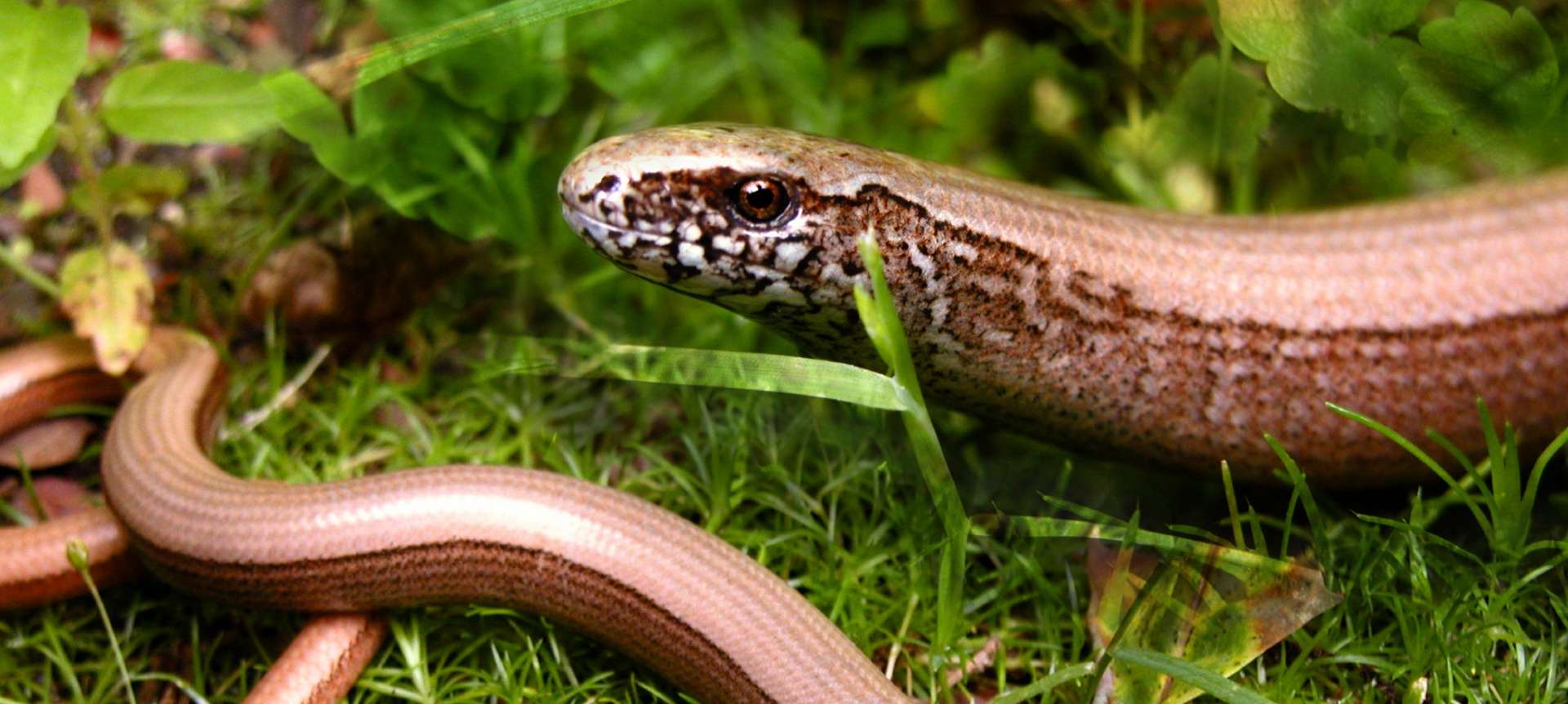 serpentiform amphibians that breastfeed their young?