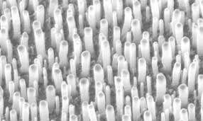 Détail du champ de nanotubes de carbone. L'échelle indiquée correspond à un micron.(crédit : American Institute of Physics)