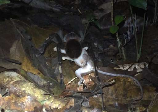 Australie. Quand une araignée géante dévore un opossum