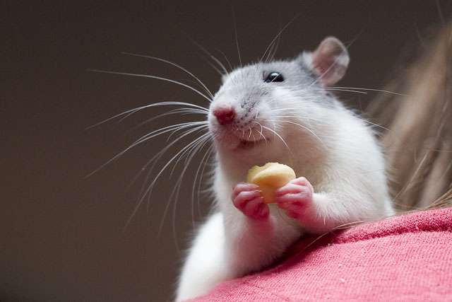 Comme chez les humains, une région du cerveau des rats, le cortex orbitofrontal, est active lors de l’expression du regret face à une occasion manquée. © AlexK100, Wikimedia Commons, cc by sa 3.0