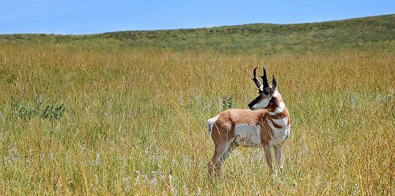 Photo d'une antilope d'Amérique. © Guimir, domaine public