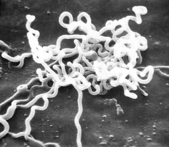 Treponema pallidum est l'agent responsable de la syphilis. © DR