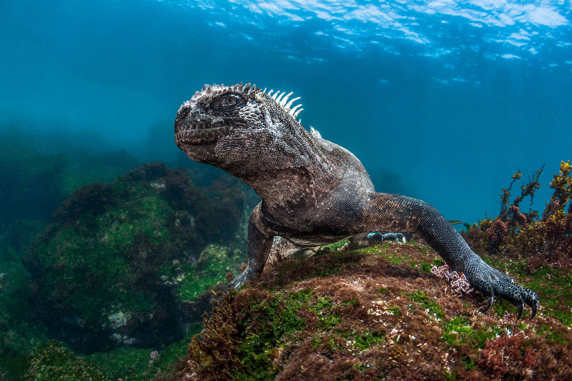 L’iguane marin des Galapagos, le seul lézard de mer au monde Photos — free download