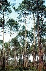 La forêt de pins maritimes et son sous-bois semblent bénéficier de l'épandage de certaines bouesCrédit : © INRA / Jean TIMBAL
