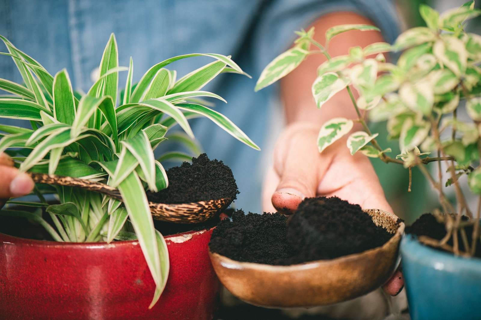 Soignez vos plantes d'intérieur en hiver - Gamm vert