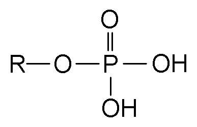 L'ajout d'un groupement phosphate sur une molécule s'appelle la phosphorylation. © DR