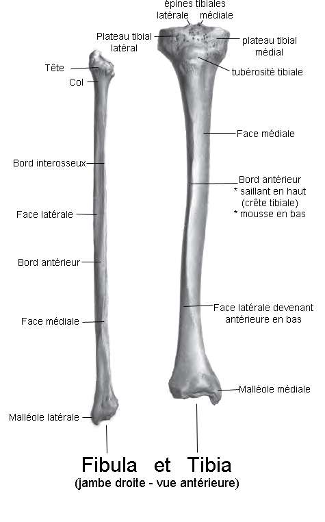 Le tibia est un os de la jambe, parallèle à la fibula. © Berichard, Wikimedia, CC by-sa 3.0