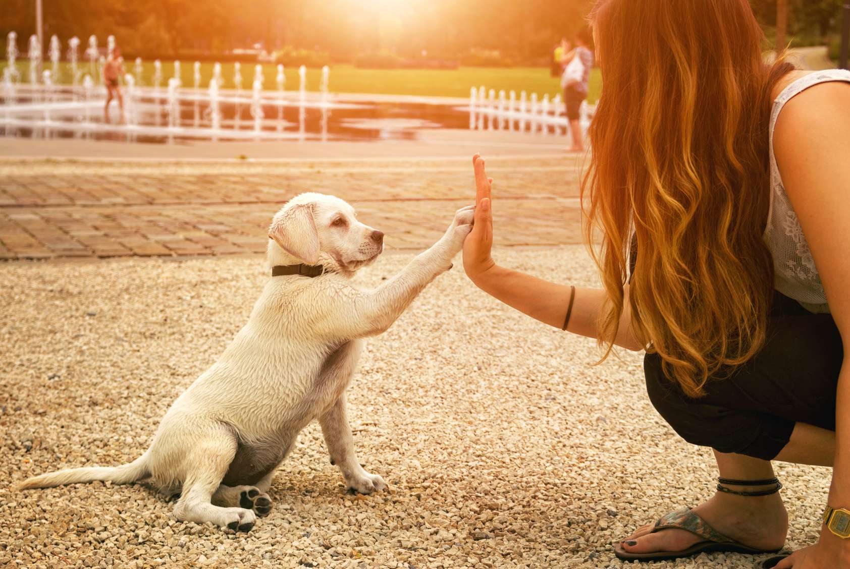 Chien Loup Tchécoslovaque Doctissimo