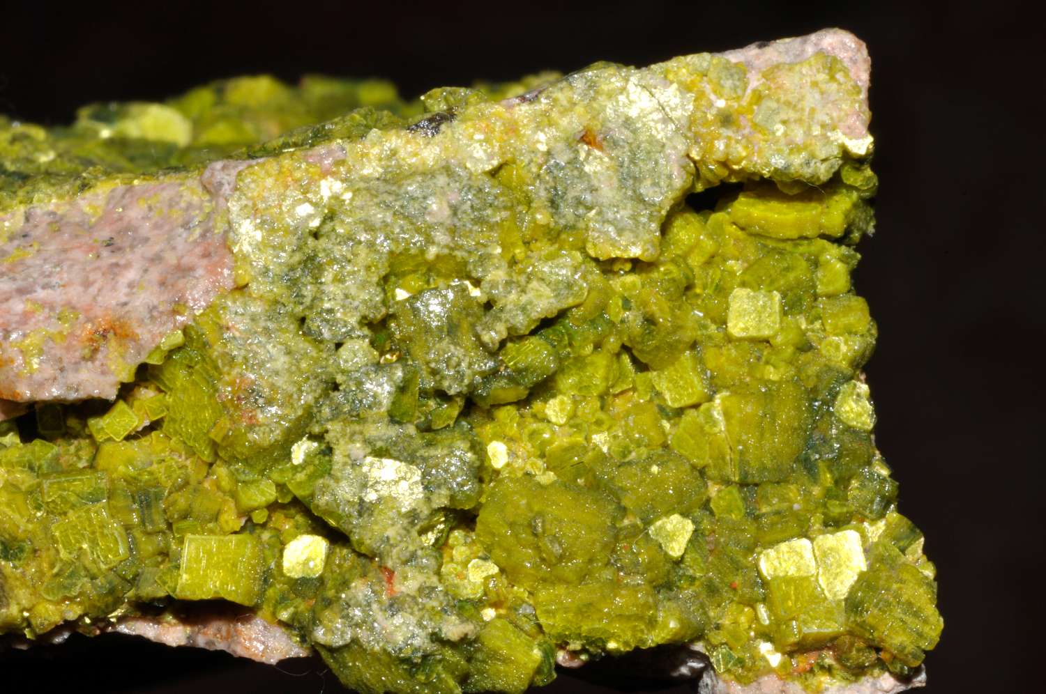 L'uranium est un élément radioactif présent naturellement dans certains minéraux comme ici l'autunite. © Parent Géry, Wikimedia Commons, CC by-sa 3.0