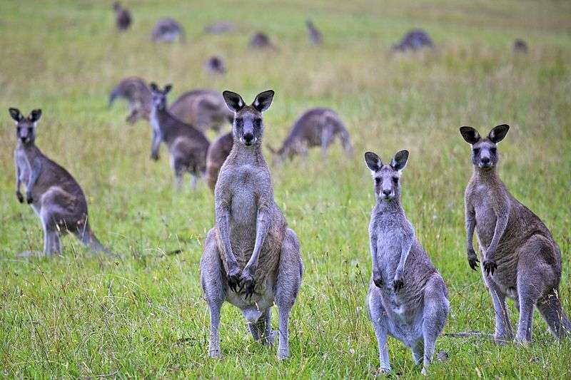 Troupe de kangourous, qui sont des marsupiaux. © Alex Proimos, Wikimedia Commons, cc by 2.0