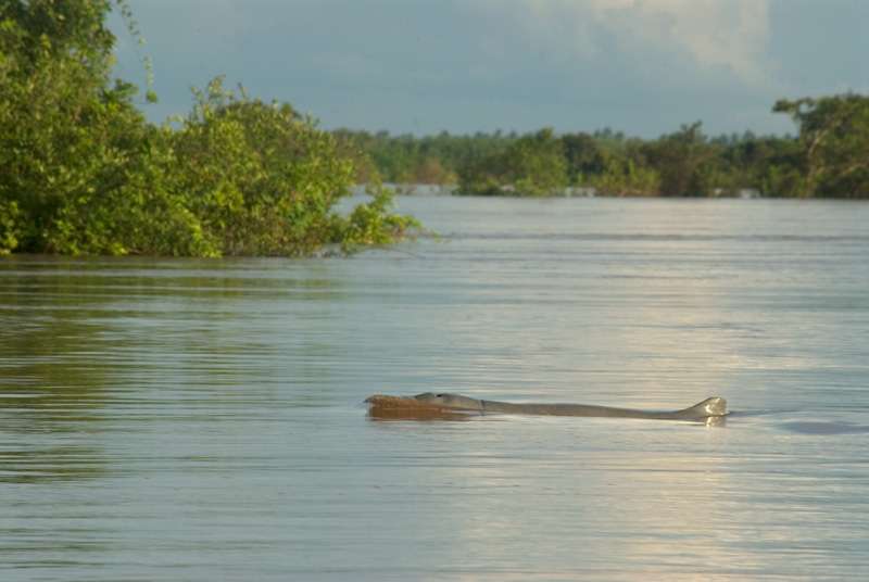 Photo d'un dauphin de l'Irrawaddy. © Jean-Claude Durka, GNU FDL Version 1.2