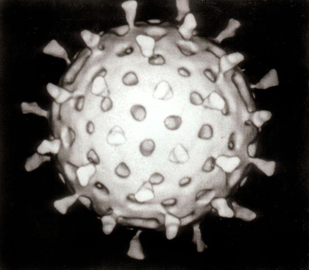 En inhibant le gène Ncr1 chez des souris, les cellules NK du système immunitaire deviennent hypersensibles aux éléments étrangers. Les virus, comme ce rotavirus, peuvent être combattus avec une plus grande efficacité. © Graham Colm, Wikipédia, cc by 3.0