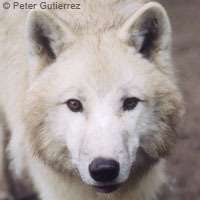 Un cancer canin est la plus ancienne lignée cellulaire au monde Husky