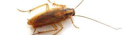Des antibiotiques découverts... chez le cafard ! Les tissus nerveux du cafard renferment neuf molécules capables d'éliminer 90% des bactéries. Un nouvel antibiotique pourrait voir le jour suite à ces travaux menés à l'université de Nottingham. © Université de Nottingham