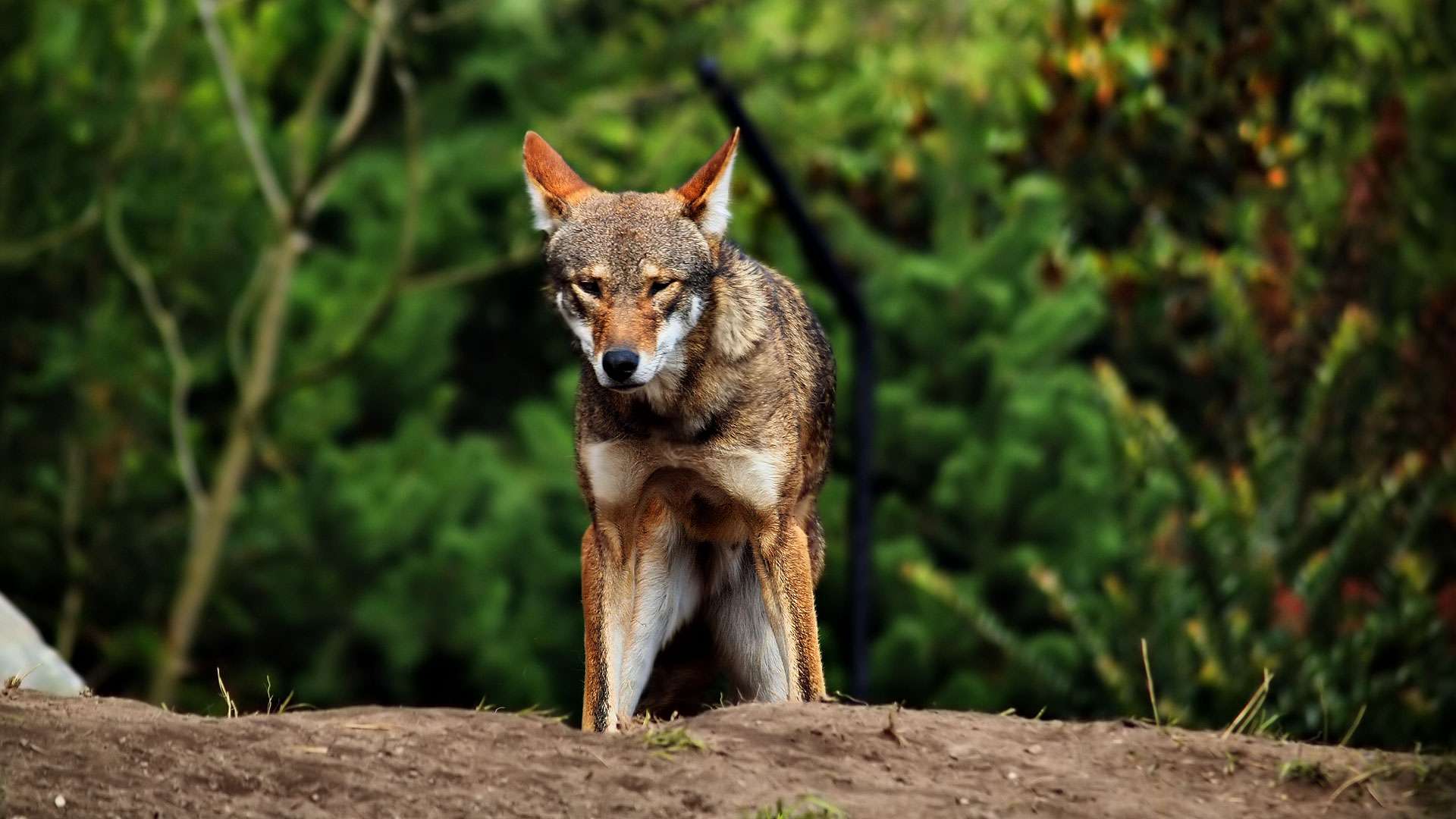Le loup rouge, un vestige rare du Nouveau Monde Photos Futura