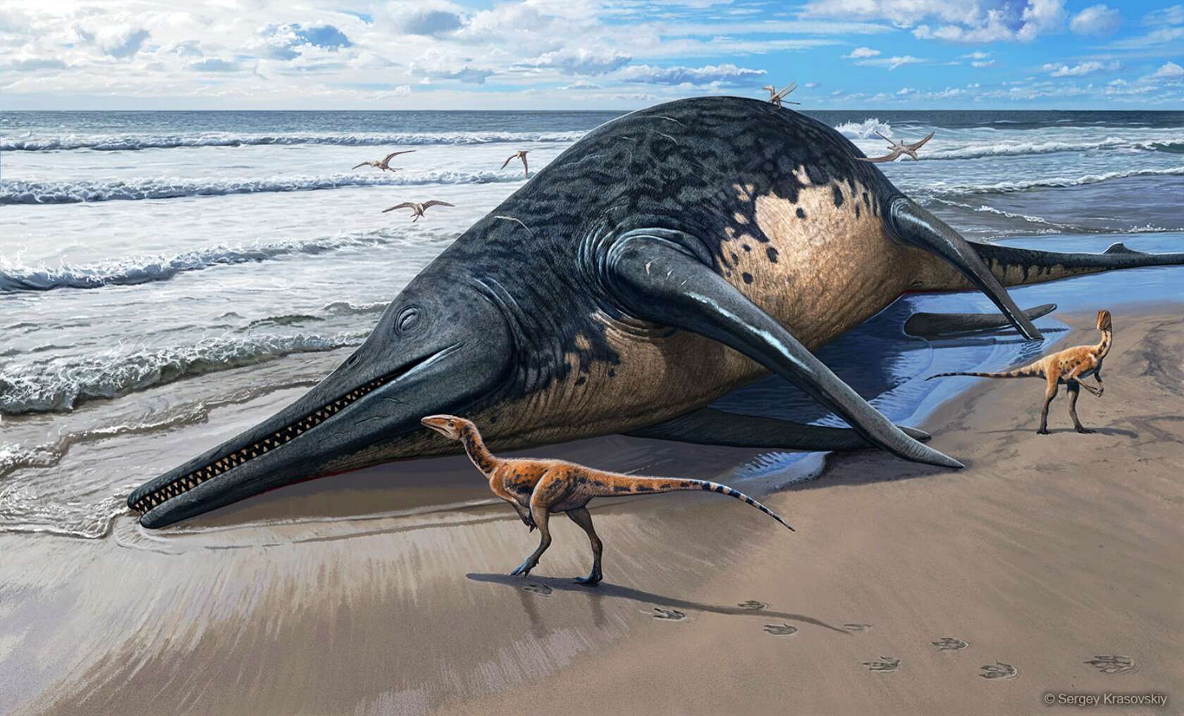Misschien wel het grootste mariene reptiel dat bekend is uit het dinosaurustijdperk is ontdekt