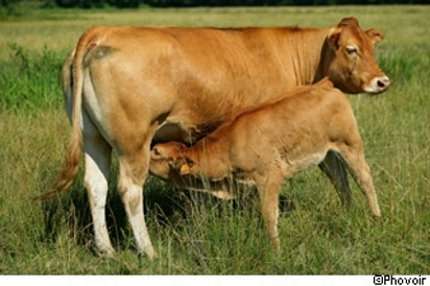 Le lait de vaches françaises aurait été contaminé par la radioactivité en provenance du Japon. © Phovoir